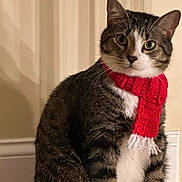 Toby is registered to the contest to win money with this photo: animal_photography, cat, cozy, ears, festive, fur, green_eyes, home, indoor, knitted, pet, portrait, red_scarf, scarf, sitting, striped_fur, tabby_cat, whiskers, white_chest, winter