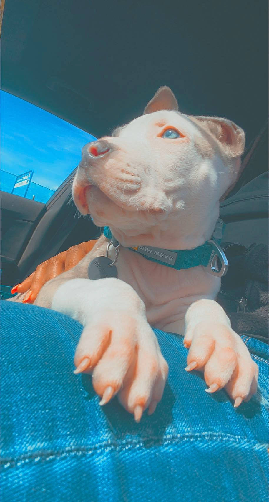 Kyng joined the competition — help win amazing prizes! art, child, domestic_pig, electric_blue, felidae, fictional_character, flesh, gesture, grass, livestock, paper, paper_product, sculpture, small_to_medium_sized_cats, suidae, tail, thumb, toy, whiskers