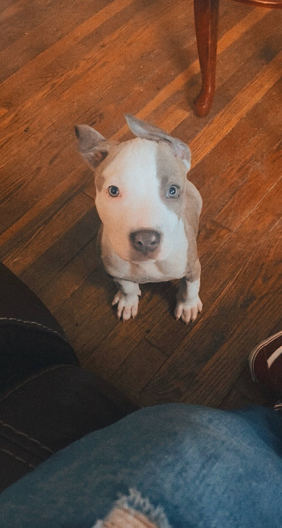 Kyng is registered to the contest to win money with this photo: bag, carnivore, comfort, companion_dog, dog, dog_breed, dogo_argentino, fawn, flooring, hardwood, luggage_and_bags, metal, molosser, snout, tail, varnish, whiskers, wood, wood_stain, working_animal