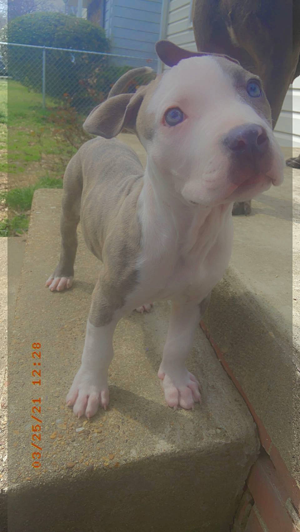 Kyng joined the competition — help win amazing prizes! canidae, carnivore, companion_dog, cordoba_fighting_dog, dog, dog_breed, dog_supply, dogo_argentino, fawn, fence, grass, non_sporting_group, pet_supply, plant, rectangle, snout, sporting_group, suidae, tail, terrestrial_animal