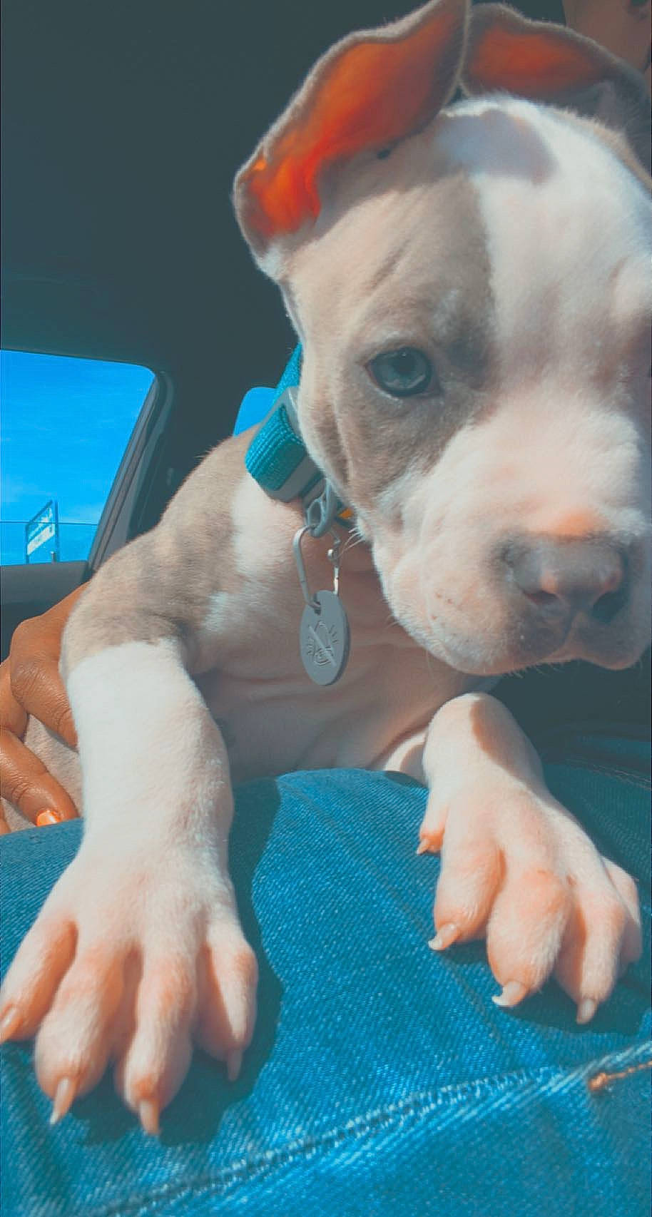 Kyng is registered to the contest to win money with this photo: blue, canidae, carnivore, chest, collar, companion_dog, dog, dog_breed, dog_collar, elbow, electric_blue, fawn, foot, gesture, snout, toy_dog, whiskers, working_animal, wrinkle, wrist