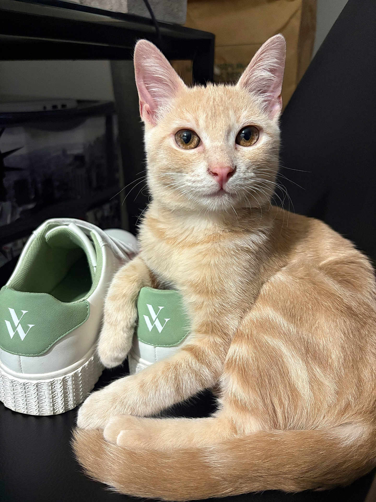 Anakin participe au concours pour gagner de l'argent avec cette photo : cat, tabby_cat, orange_cat, pet, animal, sneakers, shoe, footwear, black_surface, indoor, cute, relaxed, fur, whiskers, ears, eyes, curious, domestic_cat, feline, portrait