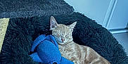 Anakin a rejoint le concours — aidez-le/la à gagner de superbes lots ! cat, orange_tabby, sleeping, plush_toy, blue_toy, fluffy_bed, black_bed, cat_tree, indoor, pet, cozy, resting, fur, animal, cute, relaxed, home, floor, toy, nap