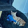 animal, black_bed, blue_toy, cat, cat_tree, cozy, cute, floor, fluffy_bed, fur, home, indoor, nap, orange_tabby, pet, plush_toy, relaxed, resting, sleeping, toy