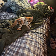 Ted is registered to the contest to win money with this photo: animal, bed, bedding, blanket, calico, cat, checkered, colorful, couch, cozy, ears, eyes, fur, home, indoor, kitten, pet, portrait, standing, whiskers