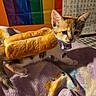 Ted is registered to the contest to win money with this photo: animal, blanket, bread, calico, cat, collar, colorful_background, couch, cute, ears, food, funny, hot_dog, indoors, kitten, lying_down, pet, portrait, sitting, whiskers