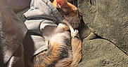 Ted joined the competition — help win amazing prizes! blanket, cat, couch, cozy, curled_up, feline, fur, home, hoodie, indoors, nap, orange_and_white, pet, portrait, relaxed, sleeping, snuggled, soft, sunlight, tail