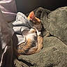 blanket, cat, couch, cozy, curled_up, feline, fur, home, hoodie, indoors, nap, orange_and_white, pet, portrait, relaxed, sleeping, snuggled, soft, sunlight, tail