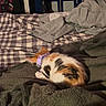Ted joined the competition — help win amazing prizes! animal, bed, bedroom, blanket, calico_cat, cat, cozy, curled_up, furry, home, indoors, nap, pet, plaid, police_call_box, purple_collar, relaxed, sleeping, soft, warm_lighting