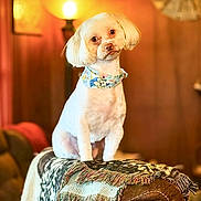 Winston joined the competition — help win amazing prizes! dog, small_dog, white_dog, pet, bandana, leather_couch, blanket, fringe, indoor, lamp, warm_lighting, wood_paneling, clock, seated, portrait, furniture, cozy, home, cute, animal