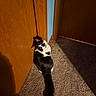 Tina is registered to the contest to win money with this photo: cat, black_and_white, tuxedo_cat, pet, animal, feline, indoors, hallway, carpet, wooden_door, sunlight, shadow, sitting, lying_down, long_tail, whiskers, eyes, portrait, home, dramatic_lighting