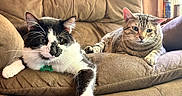 Tina joined the competition — help win amazing prizes! cat, cats, tuxedo_cat, tabby_cat, pet, feline, animal, indoors, living_room, recliner, couch, furniture, sitting, lying_down, paw, whiskers, striped_fur, black_and_white, cozy, portrait