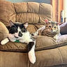 cat, cats, tuxedo_cat, tabby_cat, pet, feline, animal, indoors, living_room, recliner, couch, furniture, sitting, lying_down, paw, whiskers, striped_fur, black_and_white, cozy, portrait