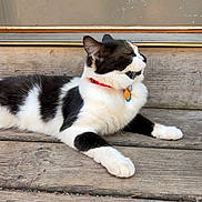 Tina is registered to the contest to win money with this photo: cat, black_and_white, tuxedo_cat, pet, animal, collar, tags, red_collar, lying_down, relaxed, outdoor, wooden_steps, wood, porch, whiskers, ears, fur, side_profile, portrait, domestic_animal