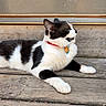 cat, black_and_white, tuxedo_cat, pet, animal, collar, tags, red_collar, lying_down, relaxed, outdoor, wooden_steps, wood, porch, whiskers, ears, fur, side_profile, portrait, domestic_animal