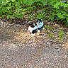 Tina joined the competition — help win amazing prizes! cat, black_and_white, feline, animal, pet, sitting, lying_down, outdoors, forest, woodland, foliage, green_leaves, underbrush, gravel, pine_needles, nature, path, whiskers, portrait, relaxed