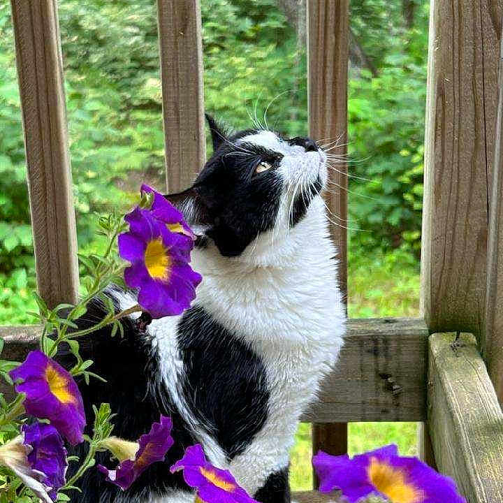 Tina is registered to the contest to win money with this photo: cat, black_and_white, pet, animal, flowers, purple_flowers, garden, outdoor, balcony, wooden_railing, sitting, whiskers, fur, greenery, nature, portrait, closeup, colorful, peaceful, cute