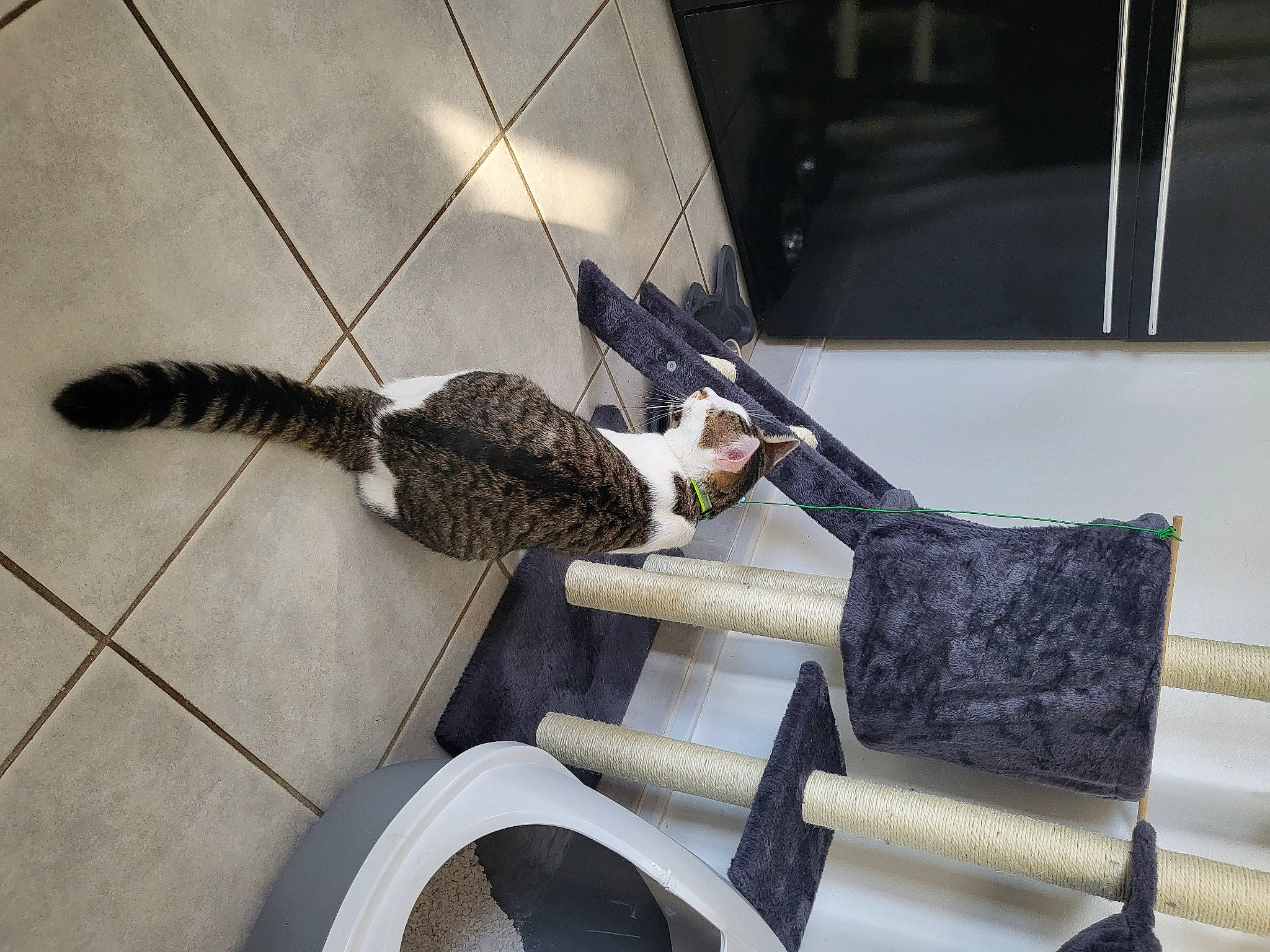 Simba participe au concours pour gagner de l'argent avec cette photo : armrest, auto_part, automotive_tire, automotive_wheel_system, boot, chair, claw, comfort, floor, flooring, fur, human_leg, mammal, metal, shoe, tail, thigh, vertebrate, wing, wood