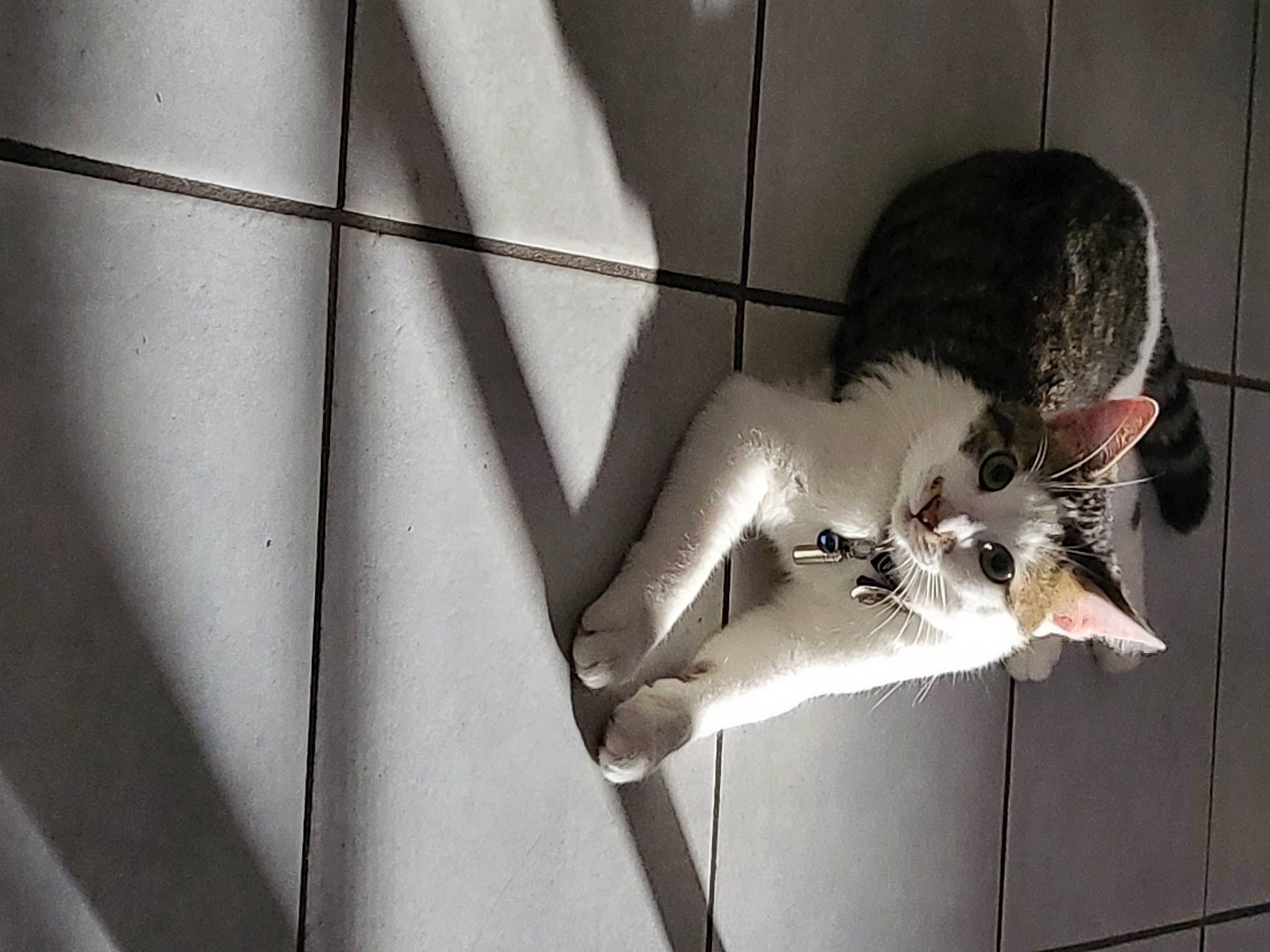 Simba a rejoint le concours — aidez-le/la à gagner de superbes lots ! black_and_white, cat, door, dress, elbow, eye, felidae, flooring, grey, human_body, human_leg, leg, monochrome, monochrome_photography, shoulder, style, tail, waist, whiskers, window