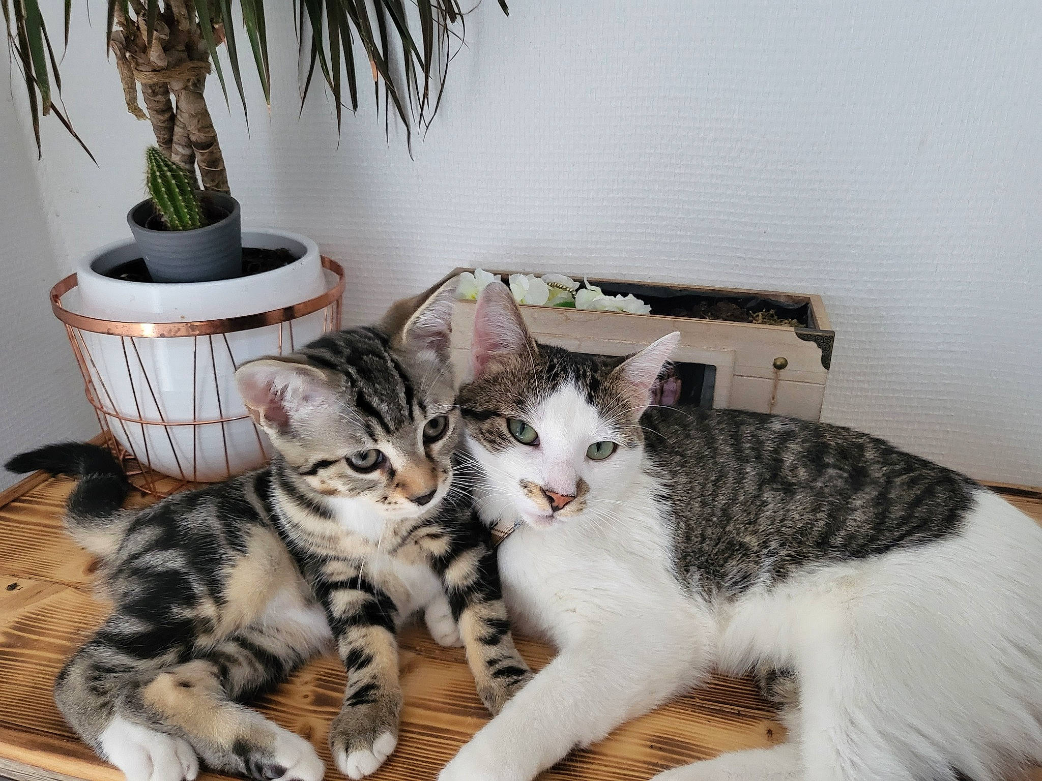 Texas participe au concours pour gagner de l'argent avec cette photo : carnivore, cat, claw, comfort, domestic_short_haired_cat, felidae, flowerpot, fur, houseplant, paw, plant, sitting, small_to_medium_sized_cats, tail, whiskers