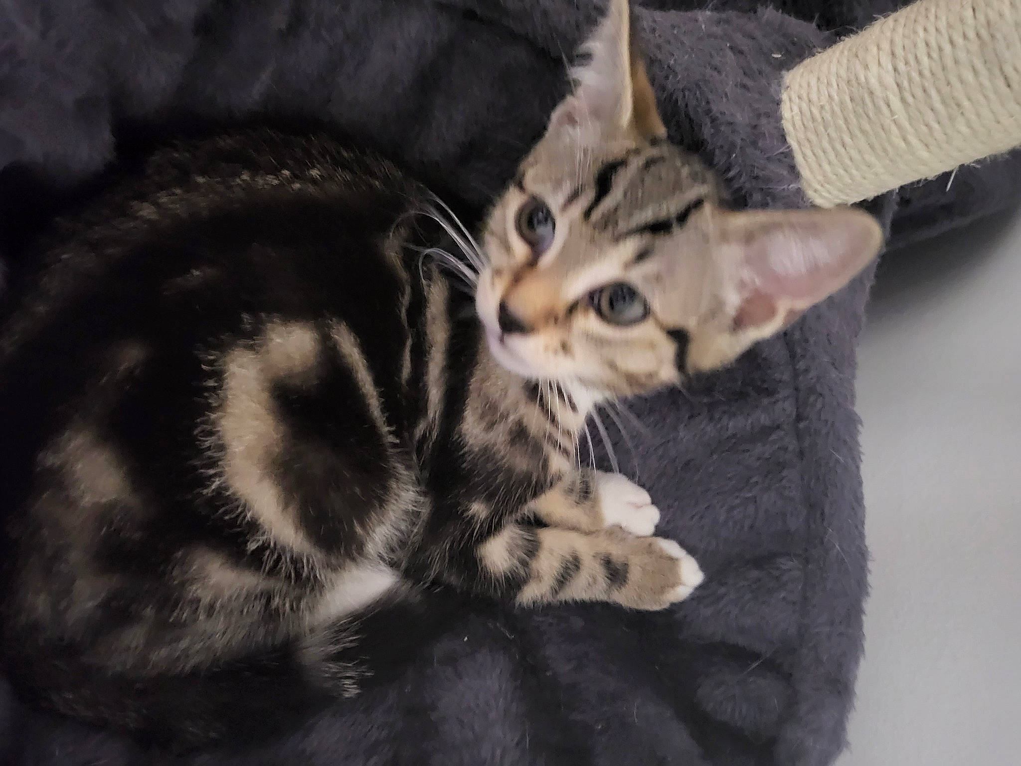 Texas participe au concours pour gagner de l'argent avec cette photo : carnivore, cat, claw, comfort, domestic_short_haired_cat, felidae, fur, grey, paw, sitting, small_to_medium_sized_cats, snout, tail, whiskers