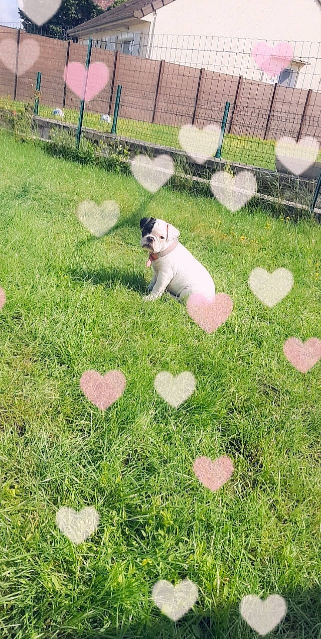 Shana a rejoint le concours — aidez-le/la à gagner de superbes lots ! canidae, carnivore, companion_dog, dog, dog_breed, fawn, fence, garden, grass, grass_family, grassland, groundcover, lawn, pasture, plant, shrub, soil, sporting_group, tail, yard