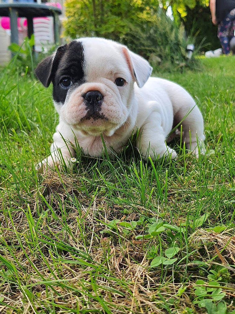 Shana a rejoint le concours — aidez-le/la à gagner de superbes lots ! bulldog, canidae, carnivore, companion_dog, dog, dog_breed, fawn, grass, groundcover, lawn, molosser, plant, puppy, terrestrial_animal, toy_dog, tree, white_english_bulldog, working_dog, wrinkle, yard