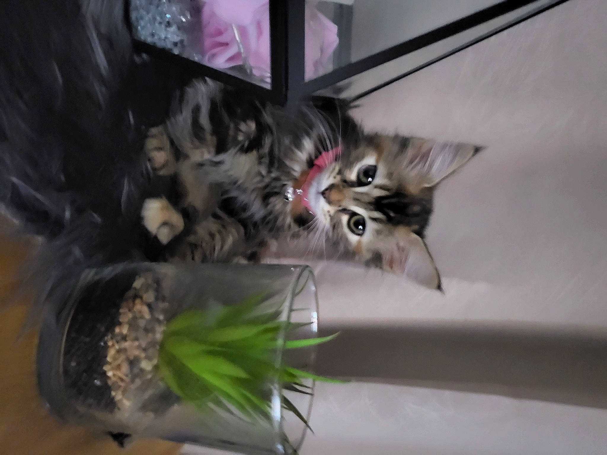 Tindra participe au concours pour gagner de l'argent avec cette photo : carnivore, cat, claw, domestic_short_haired_cat, felidae, fur, glass, paw, plant, small_to_medium_sized_cats, tail, whiskers