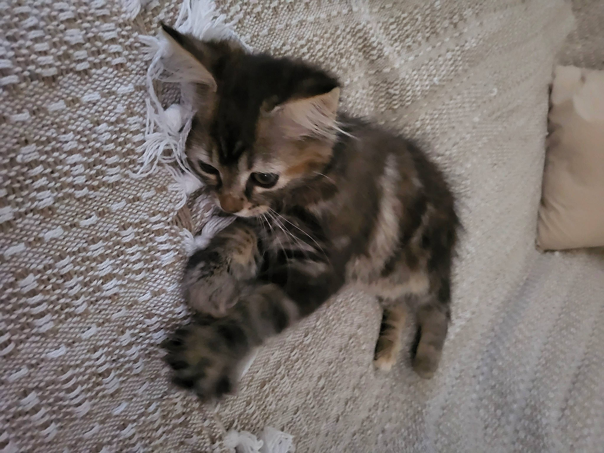 Tindra participe au concours pour gagner de l'argent avec cette photo : carnivore, cat, cat_toy, claw, comfort, domestic_short_haired_cat, fawn, felidae, flooring, fur, grey, paw, pillow, small_to_medium_sized_cats, snout, tail, terrestrial_animal, whiskers, wood