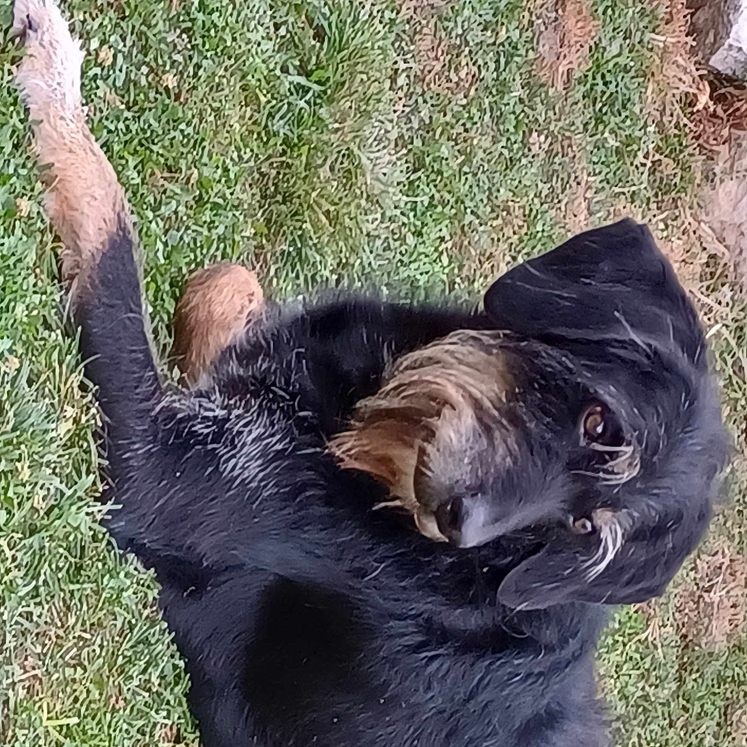 Jango