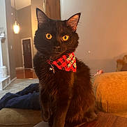 Asher is registered to the contest to win money with this photo: alert, bandana, black_cat, cat, cozy, cute, decor, domestic_cat, feline, festive, golden_eyes, holiday, indoors, living_room, pet, plush_furniture, sitting, table, warm_lighting, wooden_table