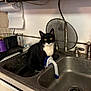 cat, tuxedo_cat, sink, kitchen, faucet, dish_brush, countertop, stare, yellow_eyes, stainless_steel, paper_towel, shelf, plumbing, dirty_sink, indoor, pet, whiskers, curious, bowl, drain