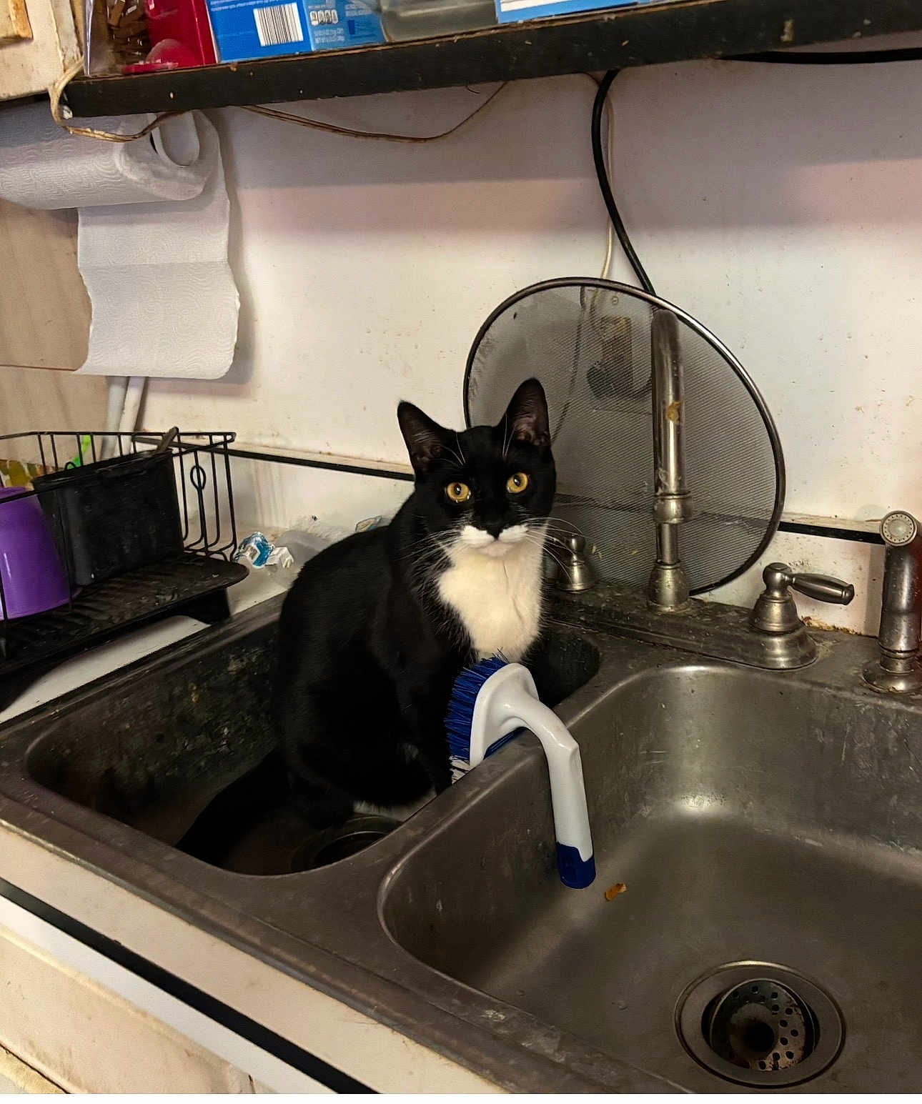 Sangeria is registered to the contest to win money with this photo: cat, tuxedo_cat, sink, kitchen, faucet, dish_brush, countertop, stare, yellow_eyes, stainless_steel, paper_towel, shelf, plumbing, dirty_sink, indoor, pet, whiskers, curious, bowl, drain