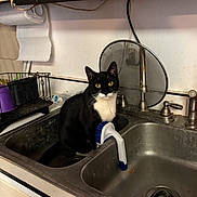 Sangeria joined the competition — help win amazing prizes! cat, tuxedo_cat, sink, kitchen, faucet, dish_brush, countertop, stare, yellow_eyes, stainless_steel, paper_towel, shelf, plumbing, dirty_sink, indoor, pet, whiskers, curious, bowl, drain