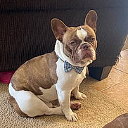 Fredddy is registered to the contest to win money with this photo: dog, french_bulldog, bow_tie, pet, indoor, carpet, brown_and_white, sitting, canine, animal, cute, companion, home, floor, tile, furniture, portrait, ears, looking, domestic