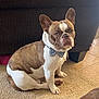 dog, french_bulldog, bow_tie, pet, indoor, carpet, brown_and_white, sitting, canine, animal, cute, companion, home, floor, tile, furniture, portrait, ears, looking, domestic