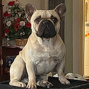 Gunner is registered to the contest to win money with this photo: dog, french_bulldog, indoor, pet, animal, sitting, flower_arrangement, home_decor, furniture, portrait, canine, ears, snout, paw, guarding, light, shadow, basket, black_surface, closeup