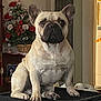 dog, french_bulldog, indoor, pet, animal, sitting, flower_arrangement, home_decor, furniture, portrait, canine, ears, snout, paw, guarding, light, shadow, basket, black_surface, closeup