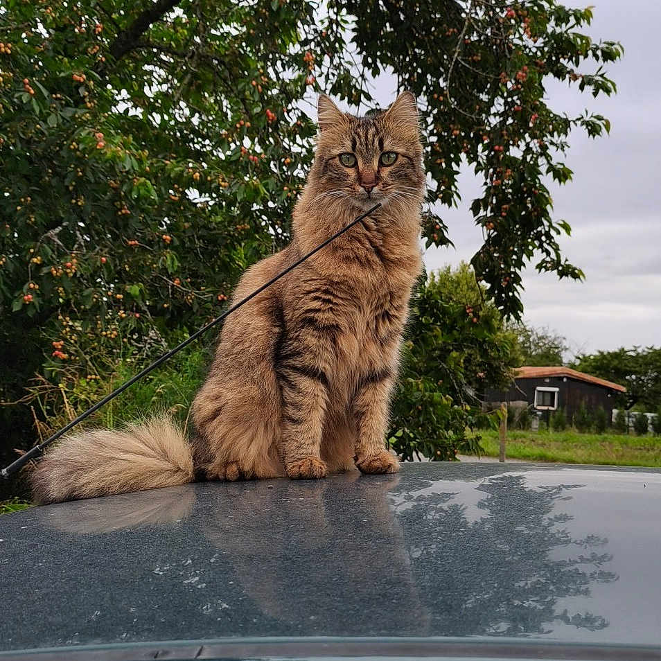 Bastet participe au concours pour gagner de l'argent avec cette photo : alloywheel, angora, animal, car, carwheel, cat, grass, kitten, machine, nature, outdoors, pet, plant, spoke, tire, transportation, tree, vegetation, vehicle, wheel