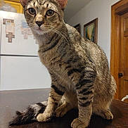 Mike is registered to the contest to win money with this photo: animal, cat, curious, domestic, door, ears, eyes, fur, furniture, indoor, kitchen, mammal, painting, pet, refrigerator, sitting, tabby, table, whiskers, wood