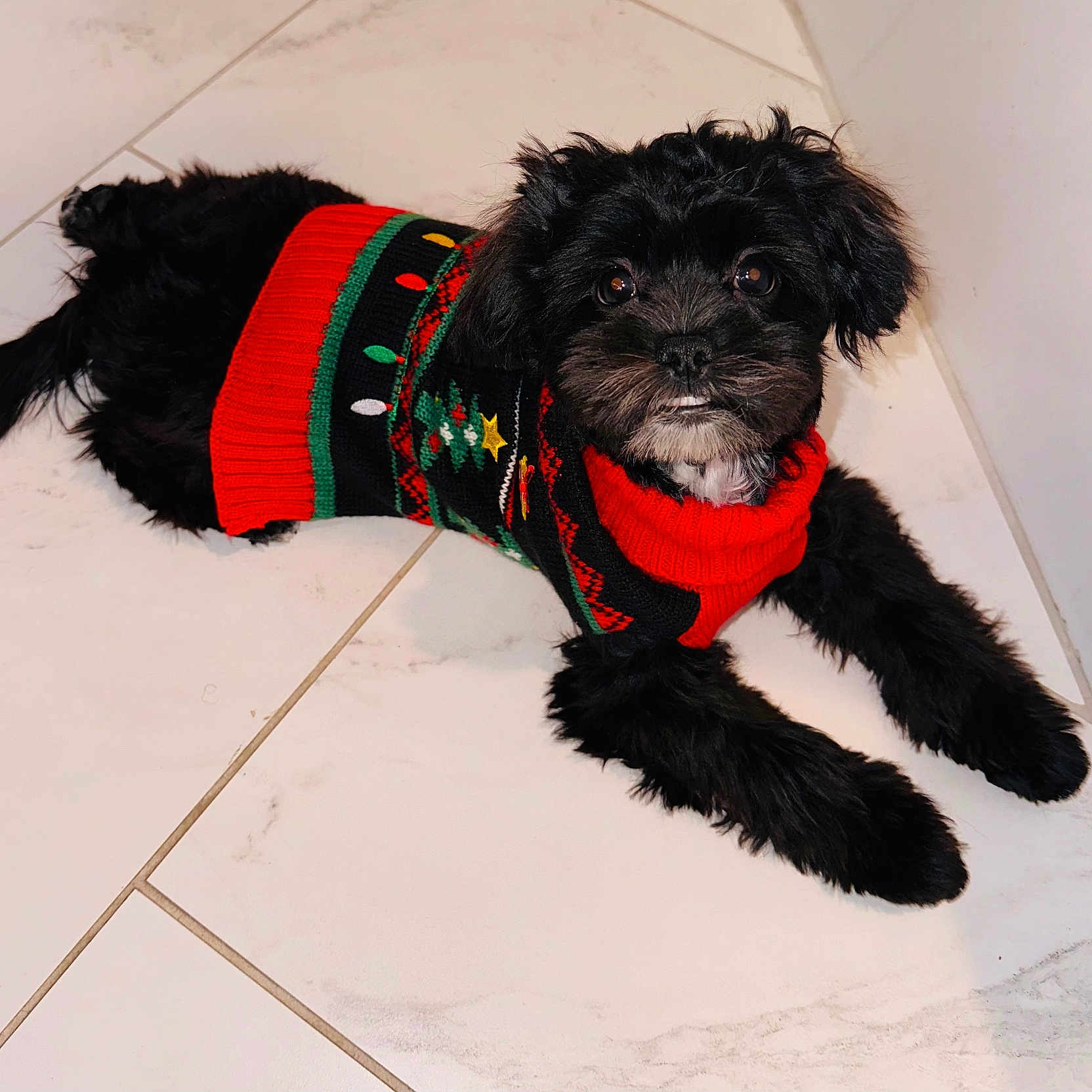 Masyn Lee joined the competition — help win amazing prizes! adorable, animal, black_fur, christmas_colors, companion, cozy, cute, dog, festive, fur, holiday_theme, indoor, looking_up, lying_down, pet, puppy, small_dog, sweater, tile_floor, young_dog