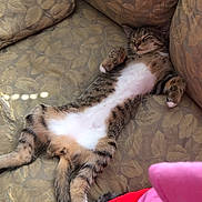 Cocoa joined the competition — help win amazing prizes! belly_up, cat, couch, cushion, cute, human_clothing, indoor, living_room, nap, patterned_fabric, paws, pet, pink_shirt, red_shorts, relaxed, sleeping, sunlight_spot, tabby_cat, upholstery, whiskers