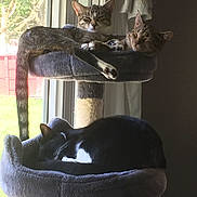 Sisters joined the competition — help win amazing prizes! backyard, cat, cat_tree, cats, cozy, curtain, fur, indoor, napping, paw, pet, platform, relaxed, sleeping_cat, sunlight, tabby_cat, three_cats, tuxedo_cat, whiskers, window
