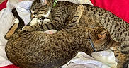 Sisters is registered to the contest to win money with this photo: bed, blanket, cat, cats, close_up, collar, cozy, cuddling, domestic_cat, feline, fur, indoor, nap, paw, pet, sleeping, stripes, tabby_cat, two_animals, whiskers