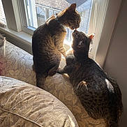 Sisters is registered to the contest to win money with this photo: bonding, cat, collar, couch, cushion, fur, grooming, home, indoor, licking, pet, seating, shadow, sunlight, tabby, tail, two_cats, whiskers, window, windowsill
