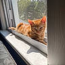 cat, cozy, daylight, ears, feline, fur, ginger_cat, home, indoor, pet, portrait, relaxing, shadow, sleepy, sunlight, tabby, trees_outside, whiskers, window_screen, windowsill