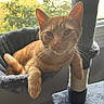 cat, cat_bed, cat_tree, cozy, ears, fur, hammock, indoor, kitten, orange_tabby, paw, pet, portrait, resting, sleepy, sunlight, tabby, tail, whiskers, window