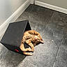 baseboard, box, cat, cozy, cute, door, fabric_box, floor, ginger_cat, home, indoor, kitten, orange_tabby, paw, pet, playful, relaxed, sleeping, tiled_floor, whiskers