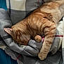 Monster joined the competition — help win amazing prizes! cat, ginger_tabby, orange_cat, sleeping, nap, blanket, plaid, bed, paw, whiskers, fur, cozy, indoor, pet, domestic_cat, closeup, portrait, relaxed, curled, bedding