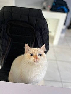 Weiss a rejoint le concours — aidez-le/la à gagner de superbes lots ! british_longhair, carnivore, cat, chair, couch, domestic_short_haired_cat, fawn, felidae, flooring, fur, hardwood, sitting, small_to_medium_sized_cats, snout, street_light, tail, terrestrial_animal, whiskers, window, wood